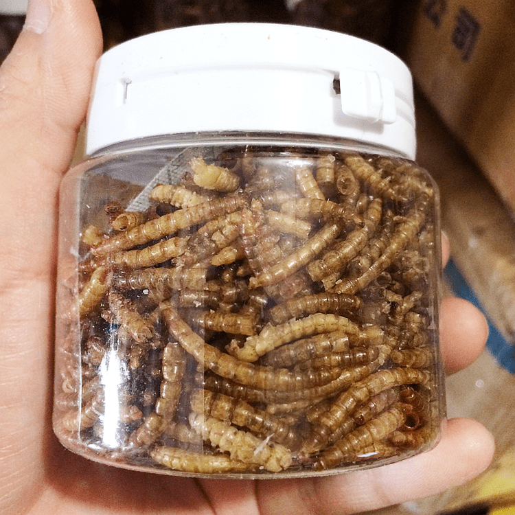 Dried Yellow Mealworm Pet Food Chicken Food Brid Food Green pet care
